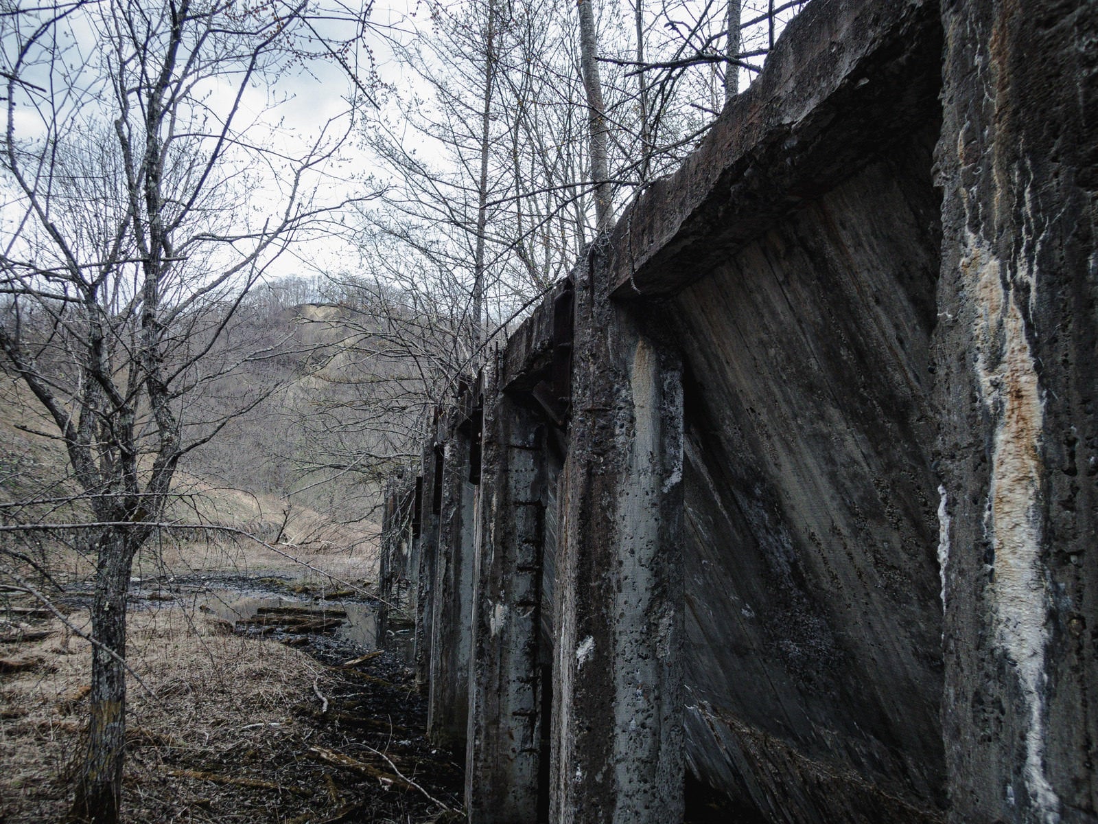 「立ち枯れの木と廃工場」の写真