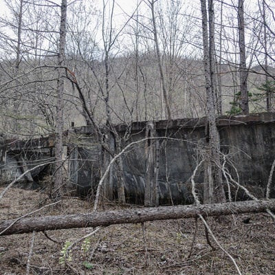 廃工場と倒木の写真