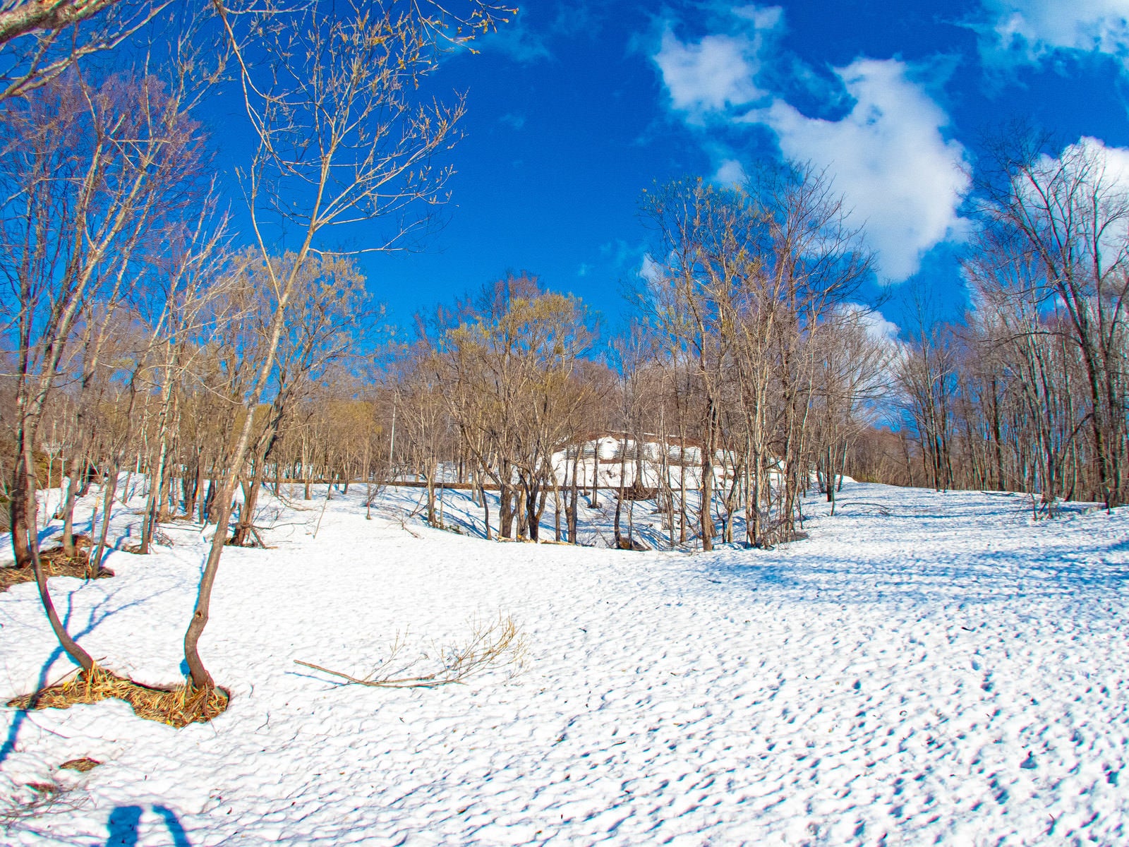 「雪原と木々」の写真