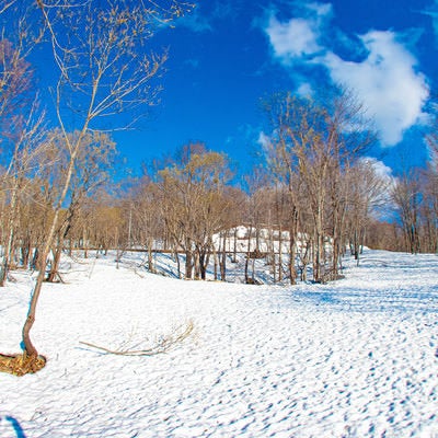 雪原と木々の写真