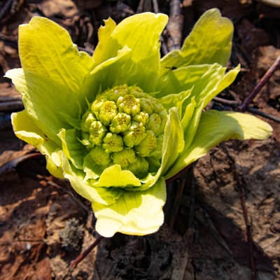 フキノトウの写真