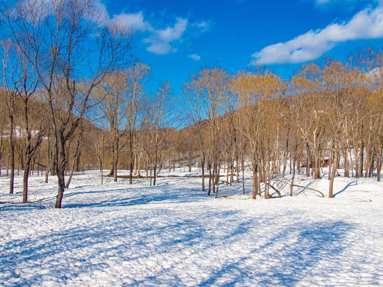 「雪原に伸びる木々の影」の写真