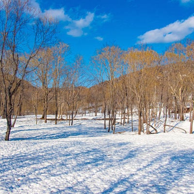 雪原に伸びる木々の影の写真