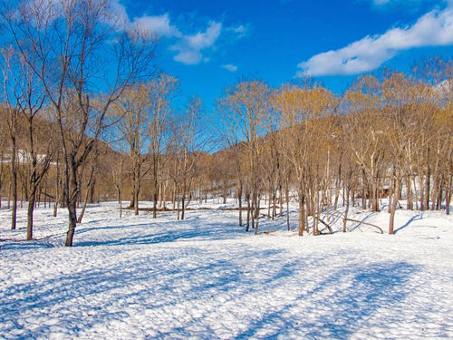 雪原に伸びる木々の影の写真