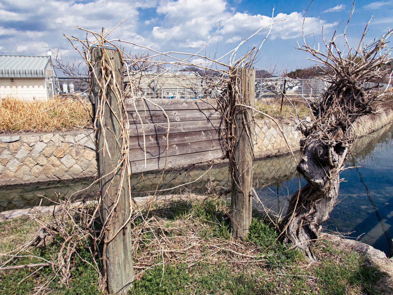 「色褪せた看板と立ち枯れの木」の写真