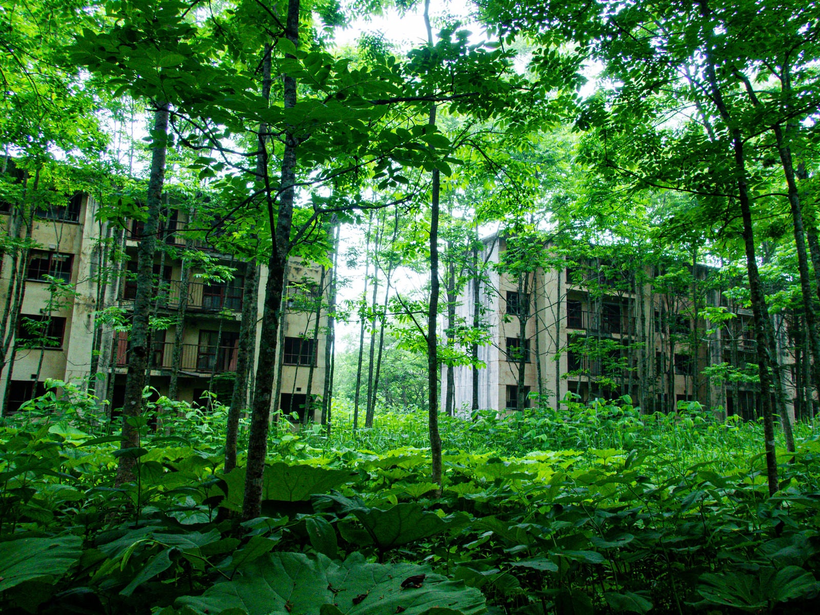 「森の中に佇む廃墟郡」の写真