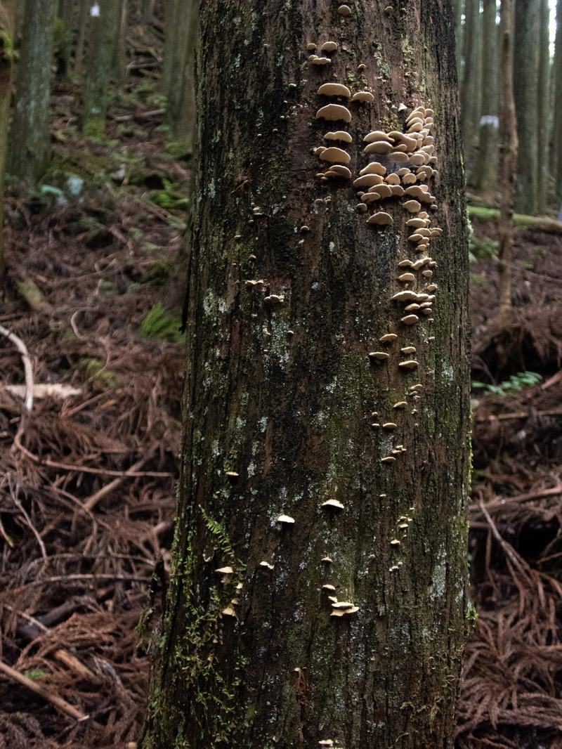 「キノコが生える樹木」の写真