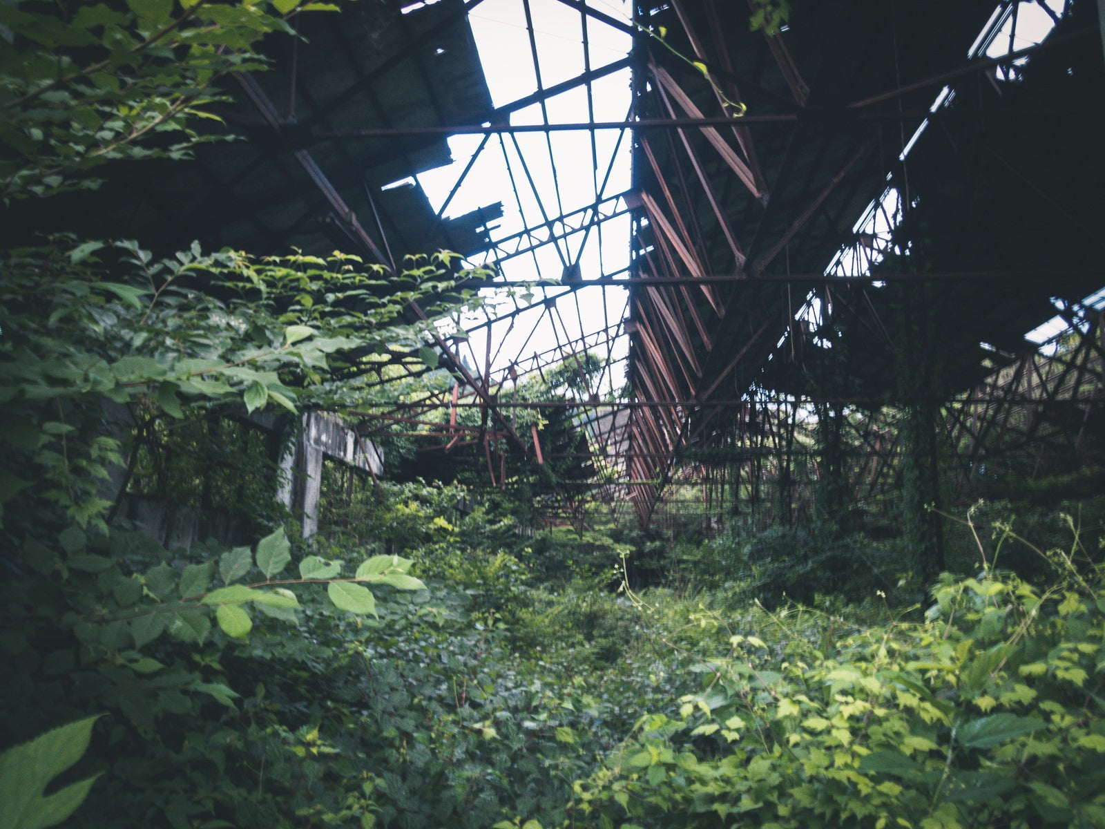 「雑草の生い茂る廃工場」の写真