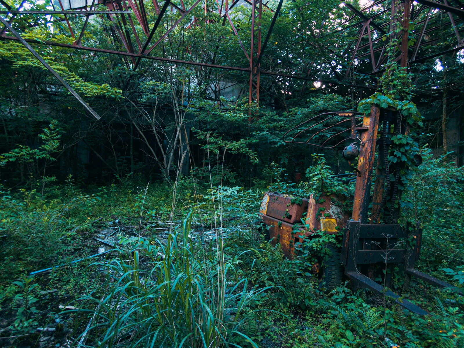 「鬱蒼と生い茂る雑草と錆び付いたフォークリフト」の写真