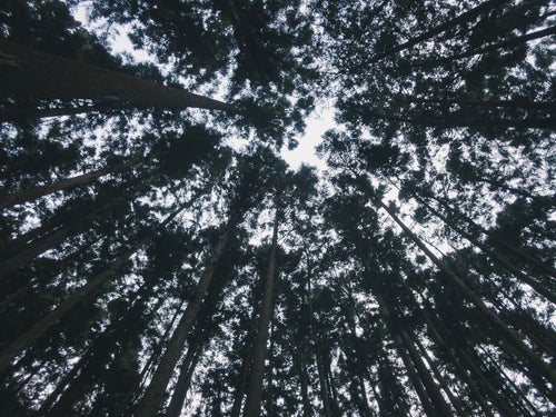 見上げた森の中の木々の写真
