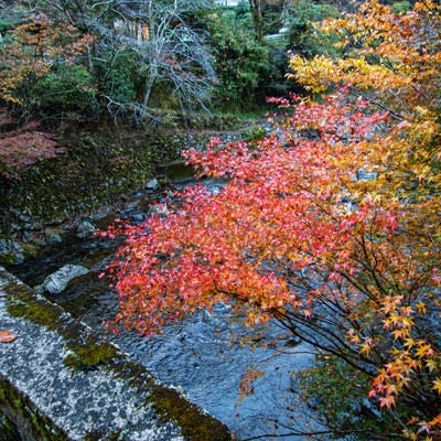 色付いた紅葉と河川の写真