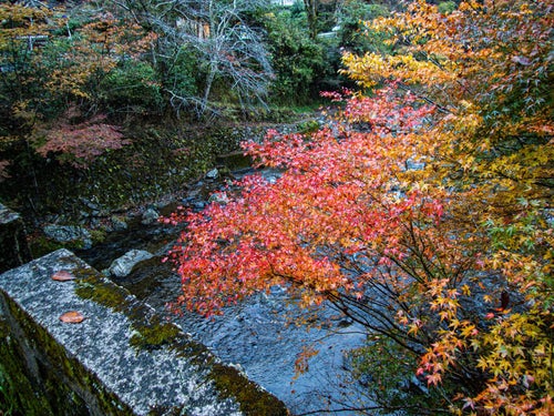色付いた紅葉と河川の写真