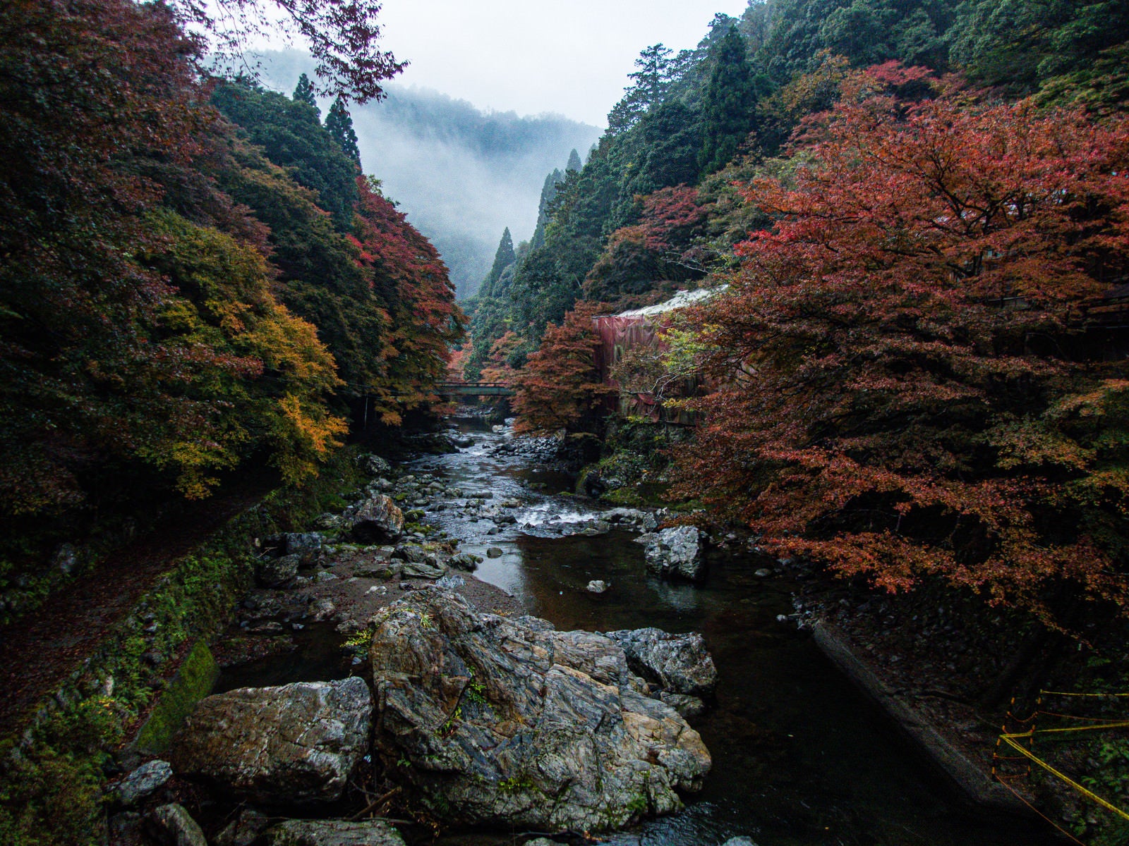 「色付き始めた木々の間を流れる川」の写真