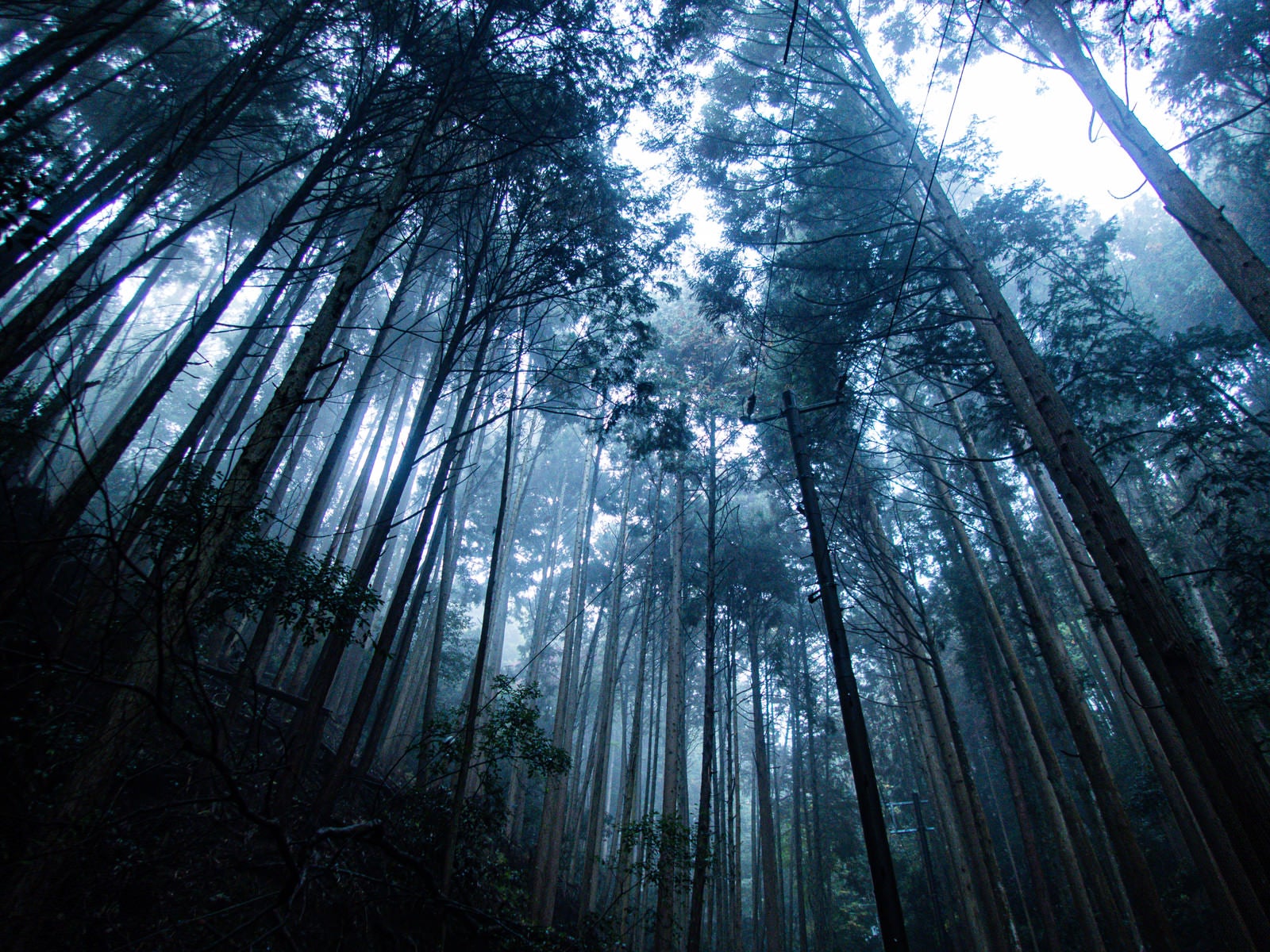 「朝霧の中の木々」の写真