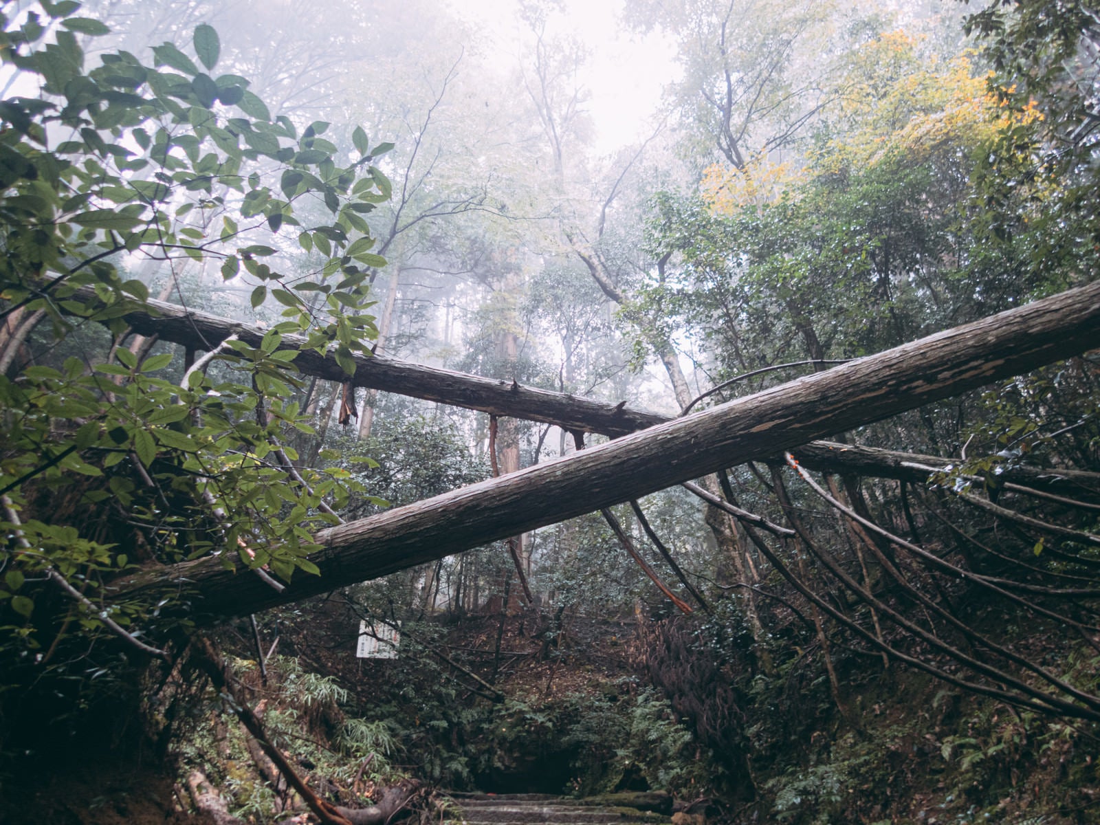 「霧に包まれた森の中の倒木」の写真