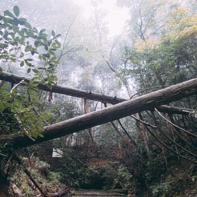 霧に包まれた森の中の倒木の写真