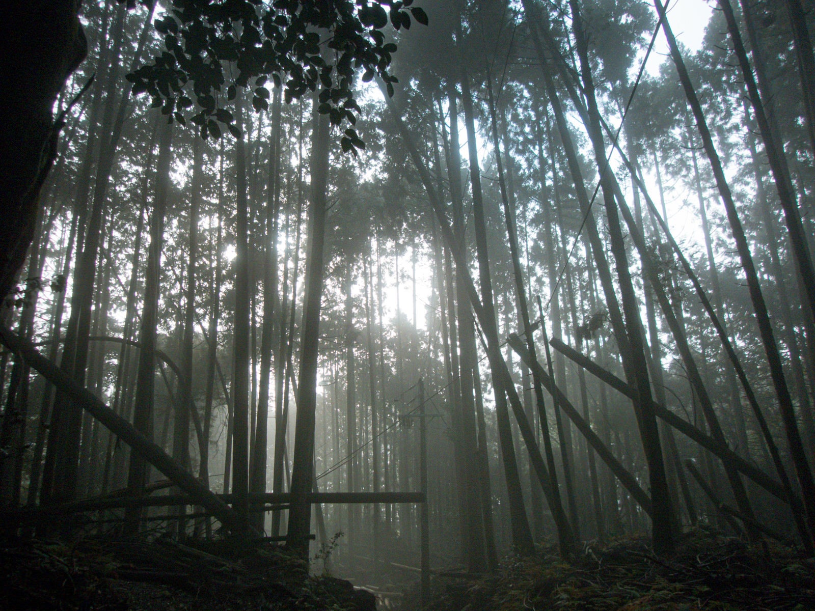 「濃霧の中に見える木々のシルエット」の写真