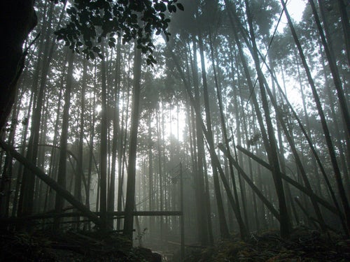 濃霧の中に見える木々のシルエットの写真