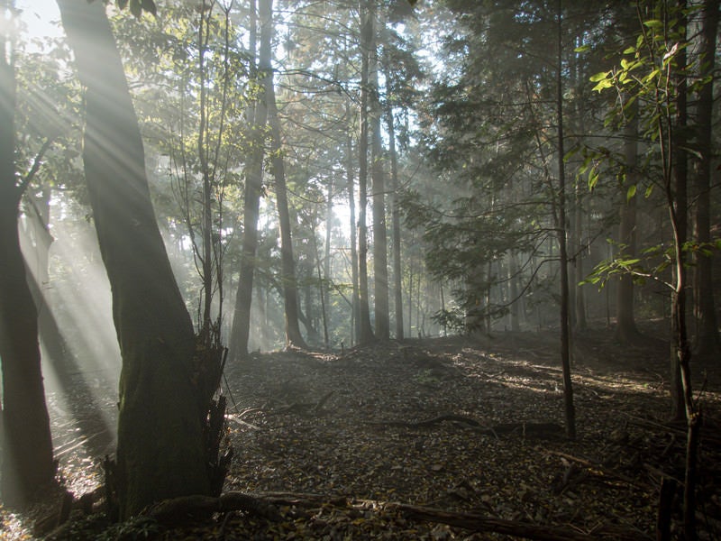 朝霧の森に射し込む光の写真