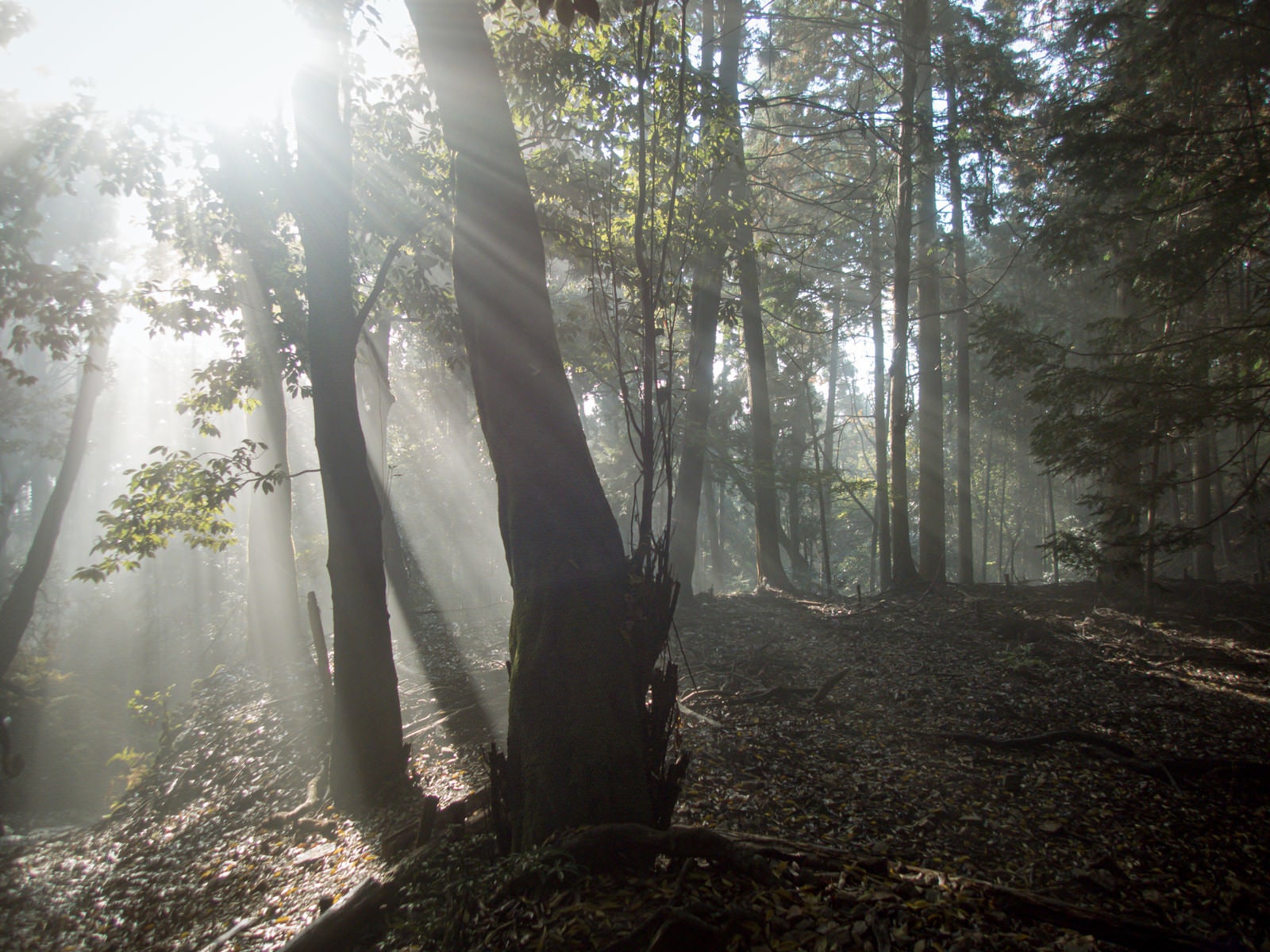「朝日が射し込む森」の写真