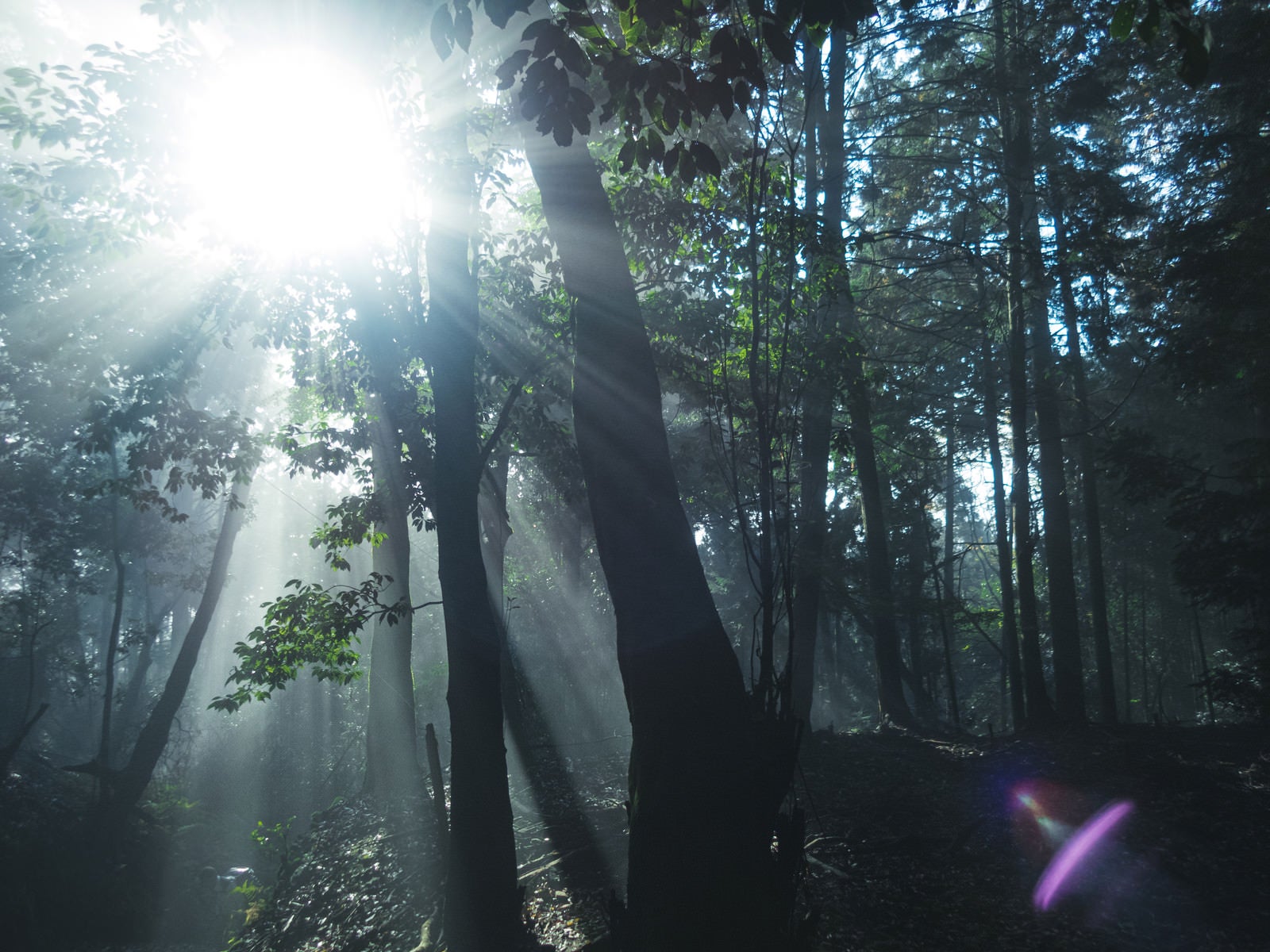 「森林に差し込む光芒」の写真