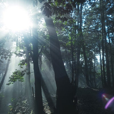 森林に差し込む光芒の写真