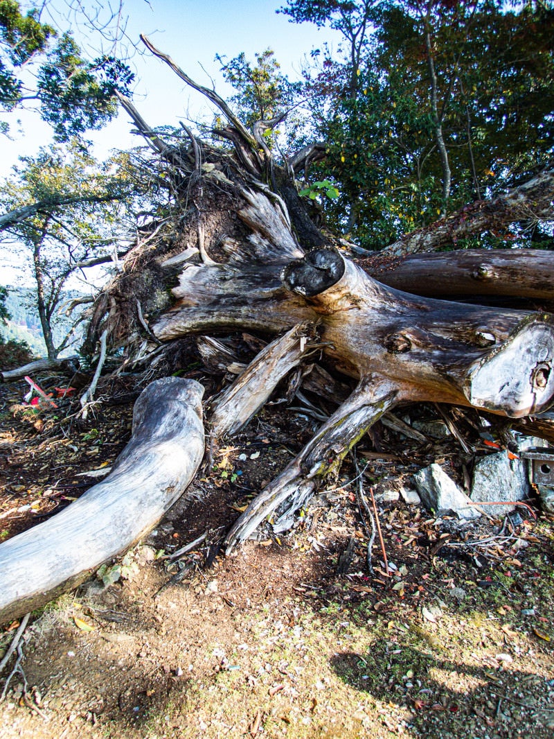 「枯れ果てた巨大な倒木」の写真