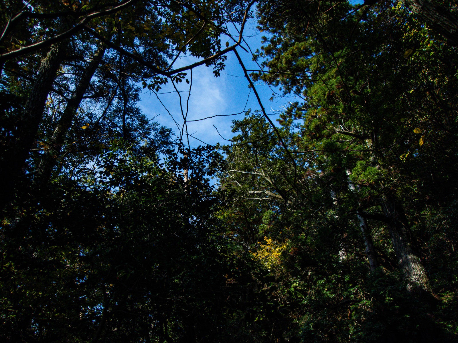 「囲まれた木々から覗く空」の写真