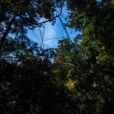囲まれた木々から覗く空の写真