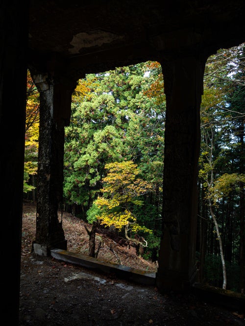 ボロボロの柱越しに見る林の写真