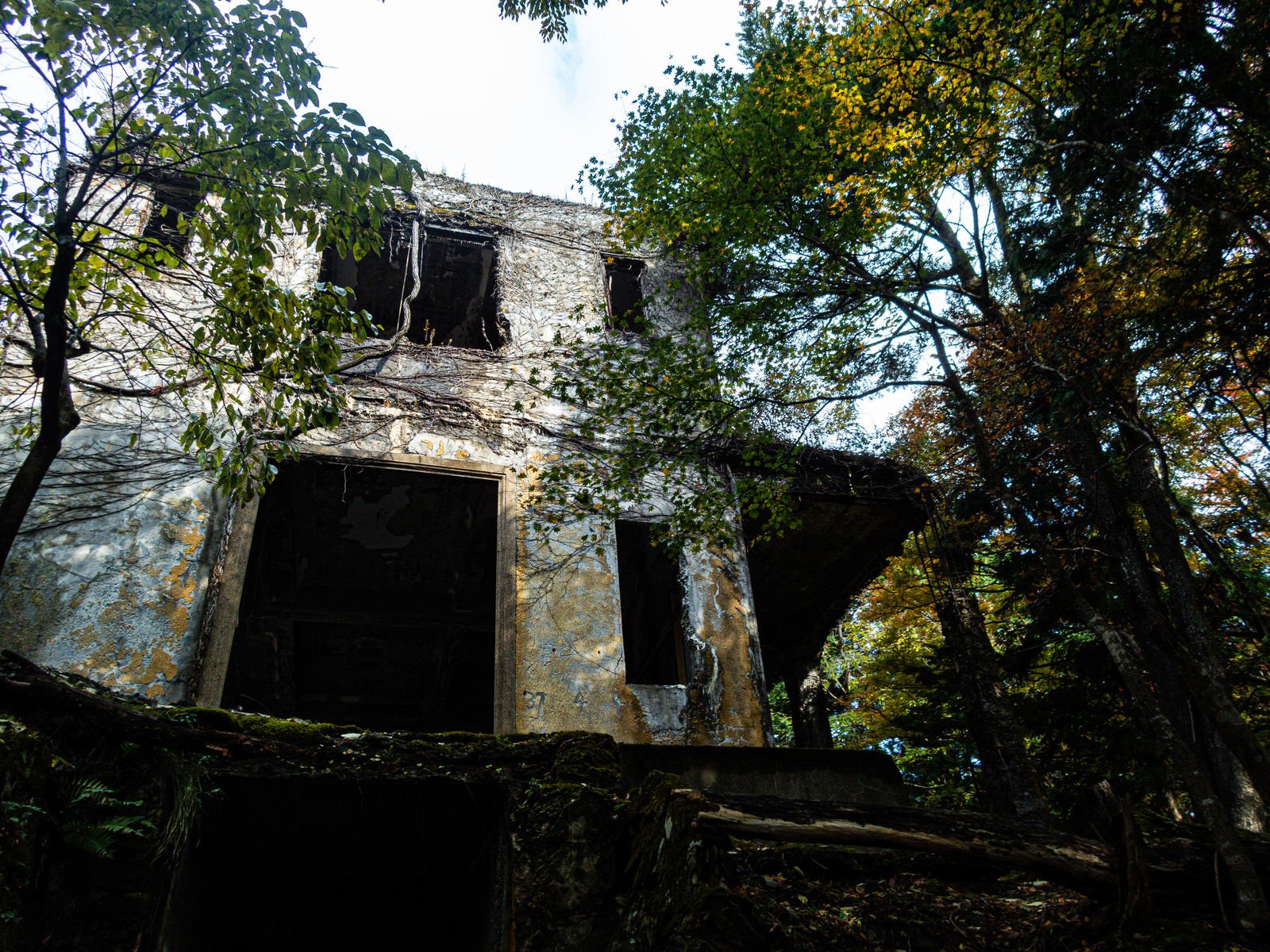 「森の中に現れた廃屋」の写真