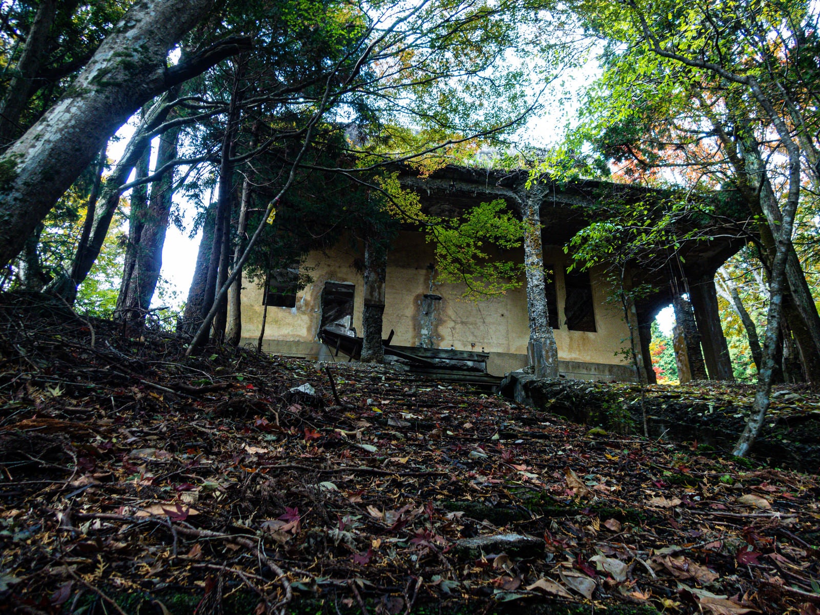 「枯れ木が散乱する森とケーブルカー駅舎跡」の写真