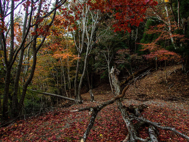 紅葉した木々と落葉の写真