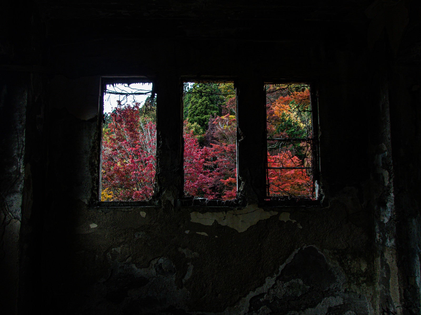 「剥がれ落ちたコンクリートの窓から見える紅葉」の写真