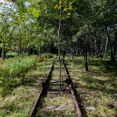 廃線から伸びる細い木（上茶路駅）の写真