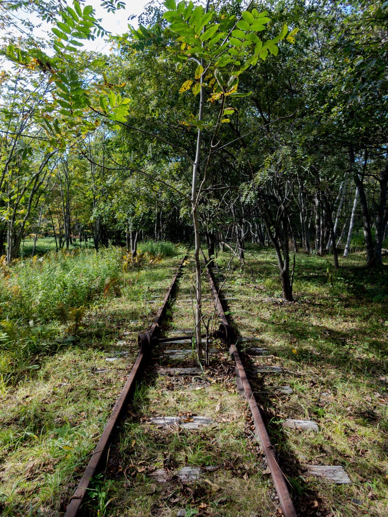 「廃線から伸びる細い木（上茶路駅）」の写真