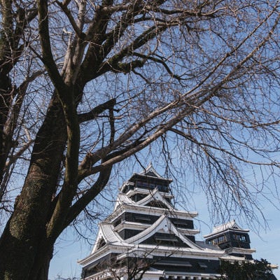 木の枝越しに見る熊本城天守閣（熊本県熊本市）の写真
