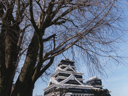 木の枝越しに見る熊本城天守閣（熊本県熊本市）の写真