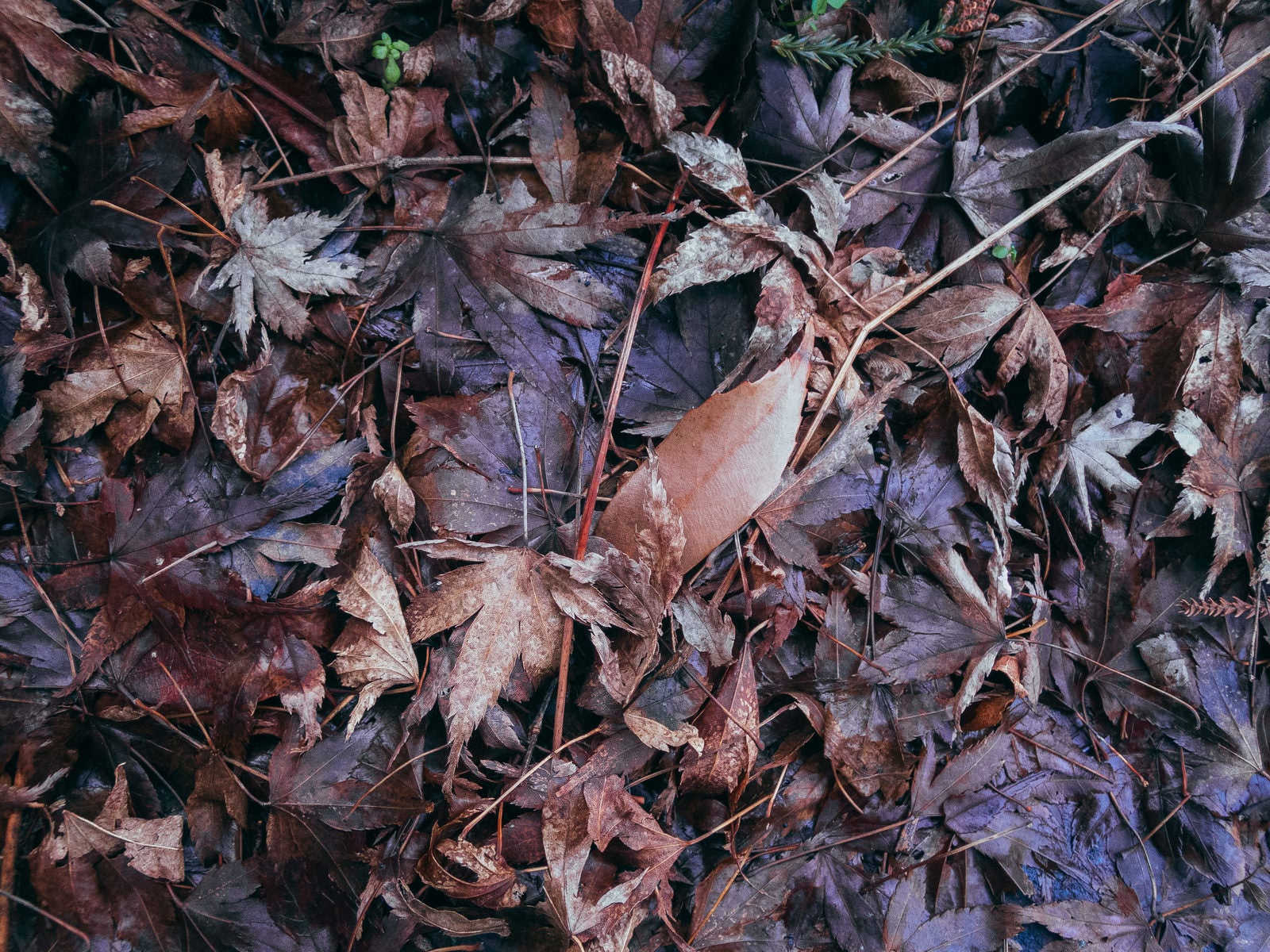 「湿った落葉のテクスチャー」の写真