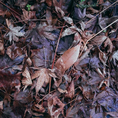 湿った落葉のテクスチャーの写真