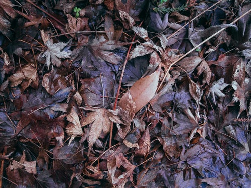 湿った落葉のテクスチャーの写真