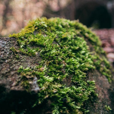 遺構の苔の写真