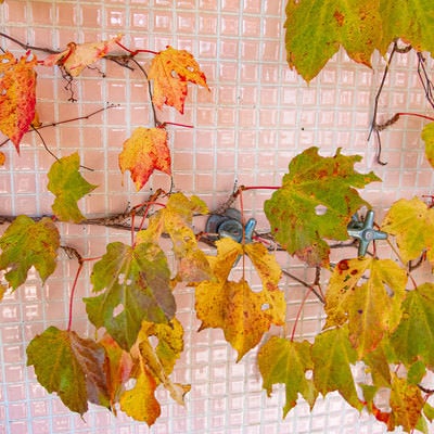 蛇口ハンドルと葉っぱの写真