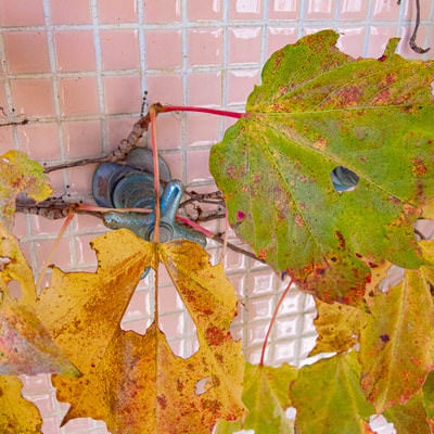 ピンクのタイル壁の蛇口ハンドルに落ちた黄色い秋の葉の写真