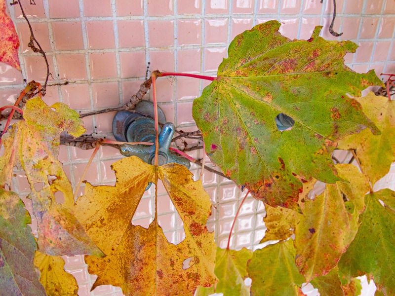 The Handle Part of the Faucet and Leaves