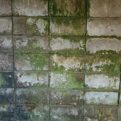 苔で濡れたブロック塀のテクスチャーの写真