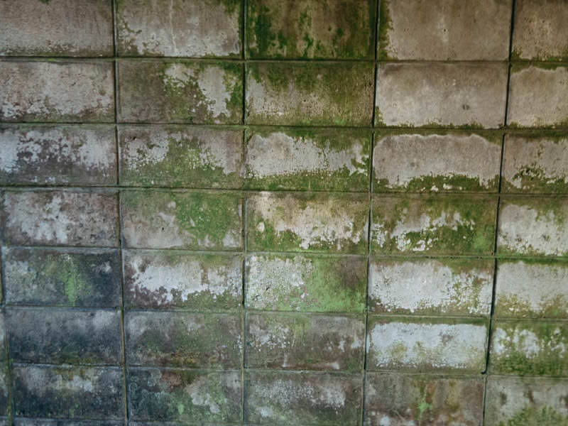 苔で濡れたブロック塀のテクスチャーの写真