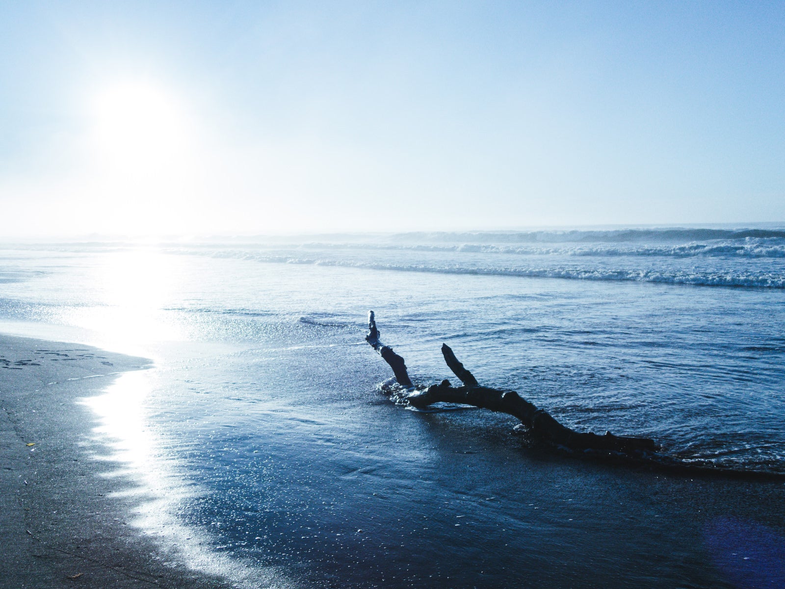 「夏の日差しに輝く砂浜と流木」の写真