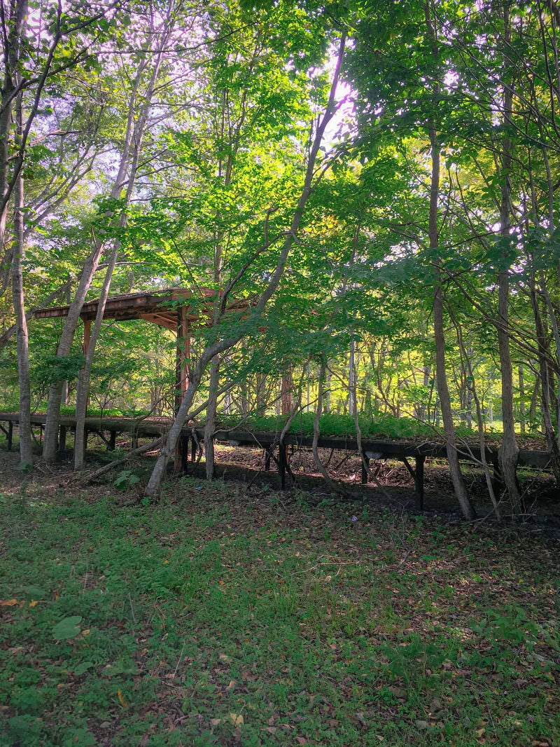 「木々に囲まれて静寂に佇む上茶路駅の廃駅ホームと線路跡」の写真