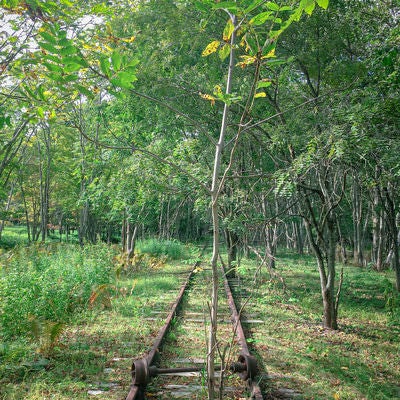 草木に覆われた廃駅の線路の写真